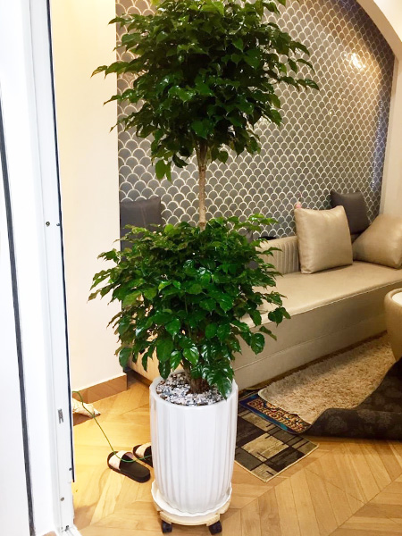 Cây hạnh phúc 2 tầng